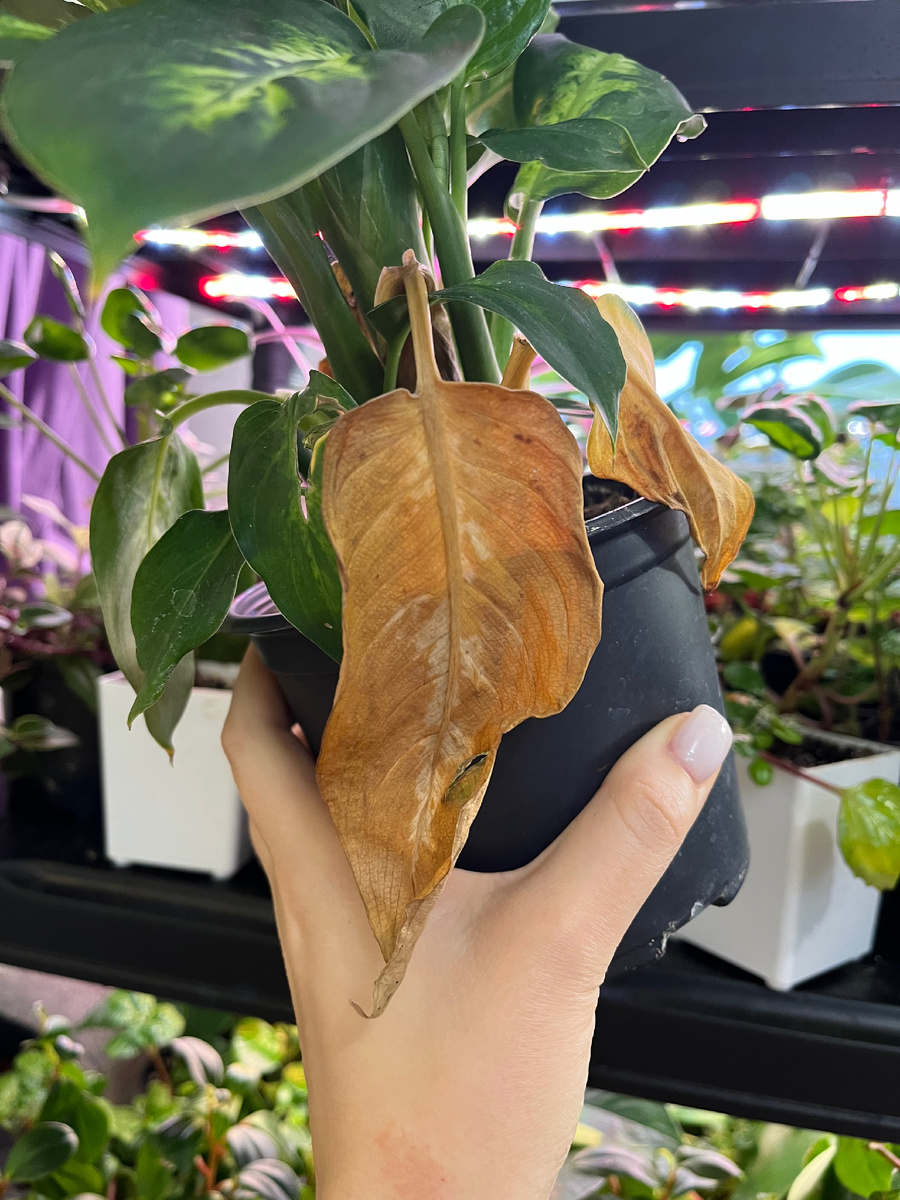 Результат пересушки