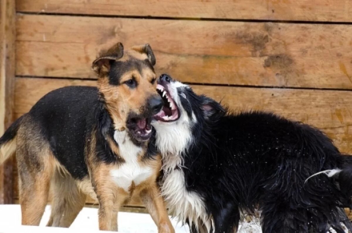    В Белгородской области растёт число случаев бешенства среди собак