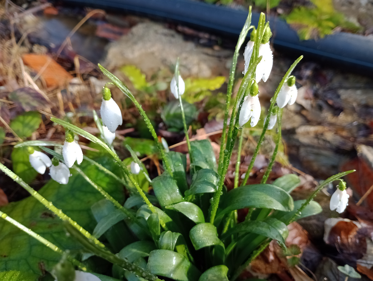 Подснежники в Сочи. Фото автора, январь 2025