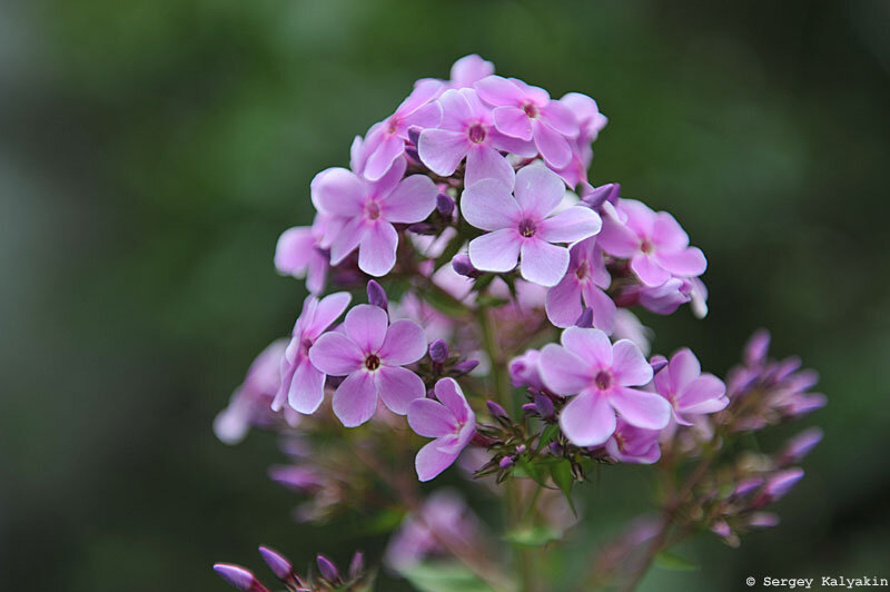 Альпийская Незабудка, О.К.Кудрявцева