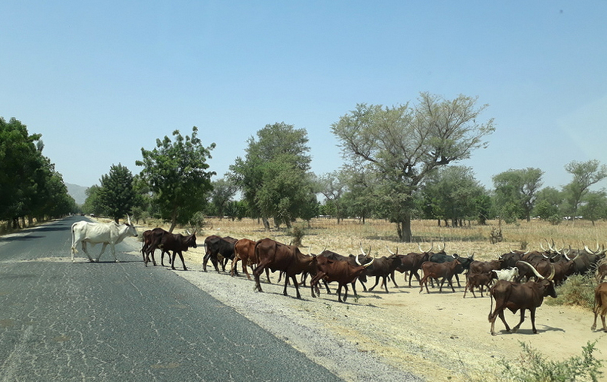 У всех африканских коров наблюдаются большущие рога. Из этих рогов творческие умельцы вырезают всякие декоративные украшения. 