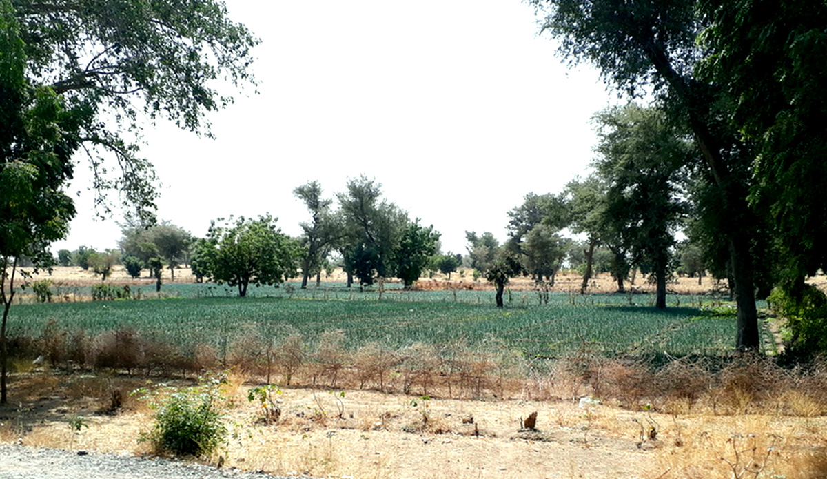 Зеленая плантация лука - так сказал наш местный гид. 