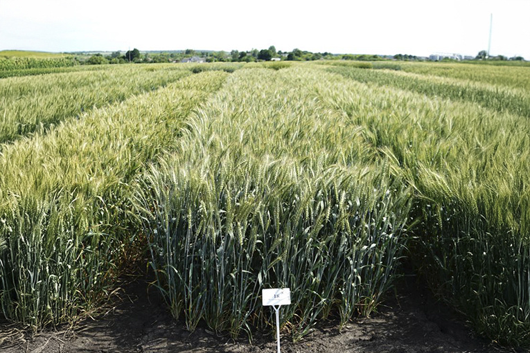 
Сорт озимой пшеницы ЭН Титан