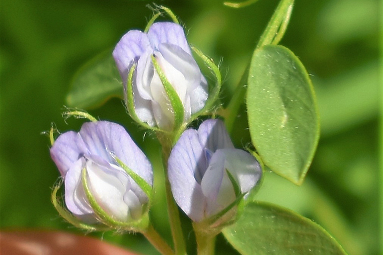 
Сорт чечевицы ЭН Белуга