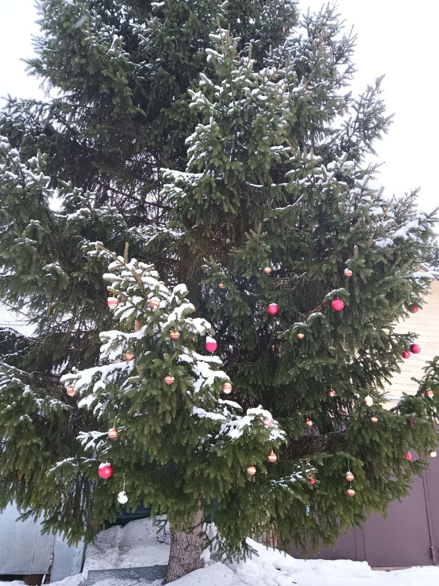 Елка во дворе, которую украсили к Рождеству Христову