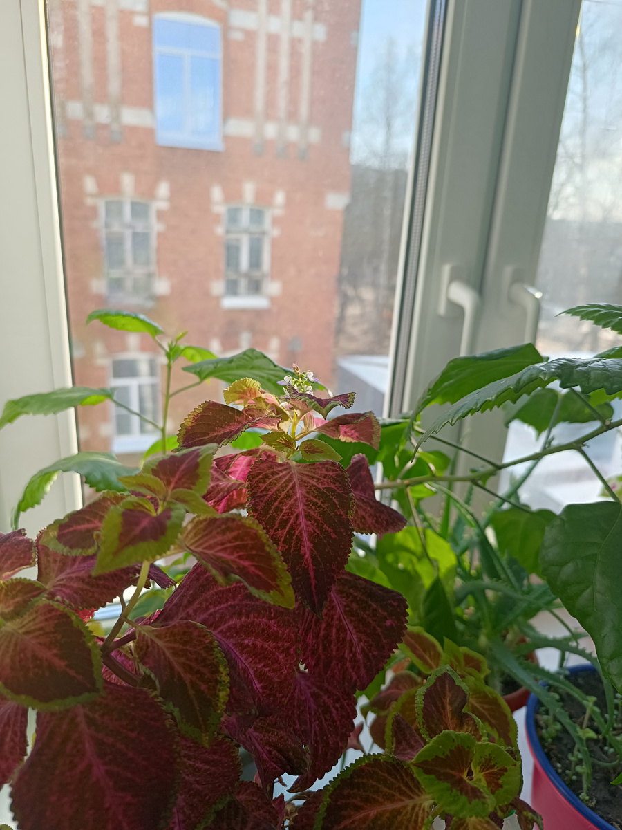 Колеус цветёт. Посадила ещё прошлой весной в горшок. 