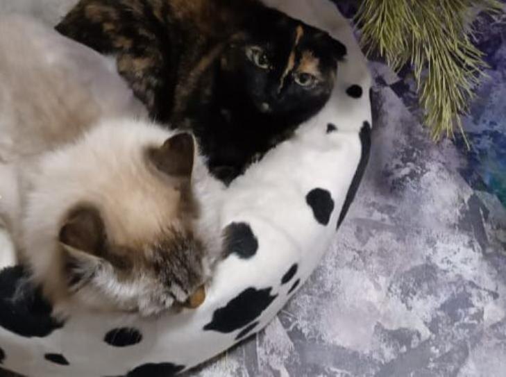    Фото - агентство безопасности Гвардия