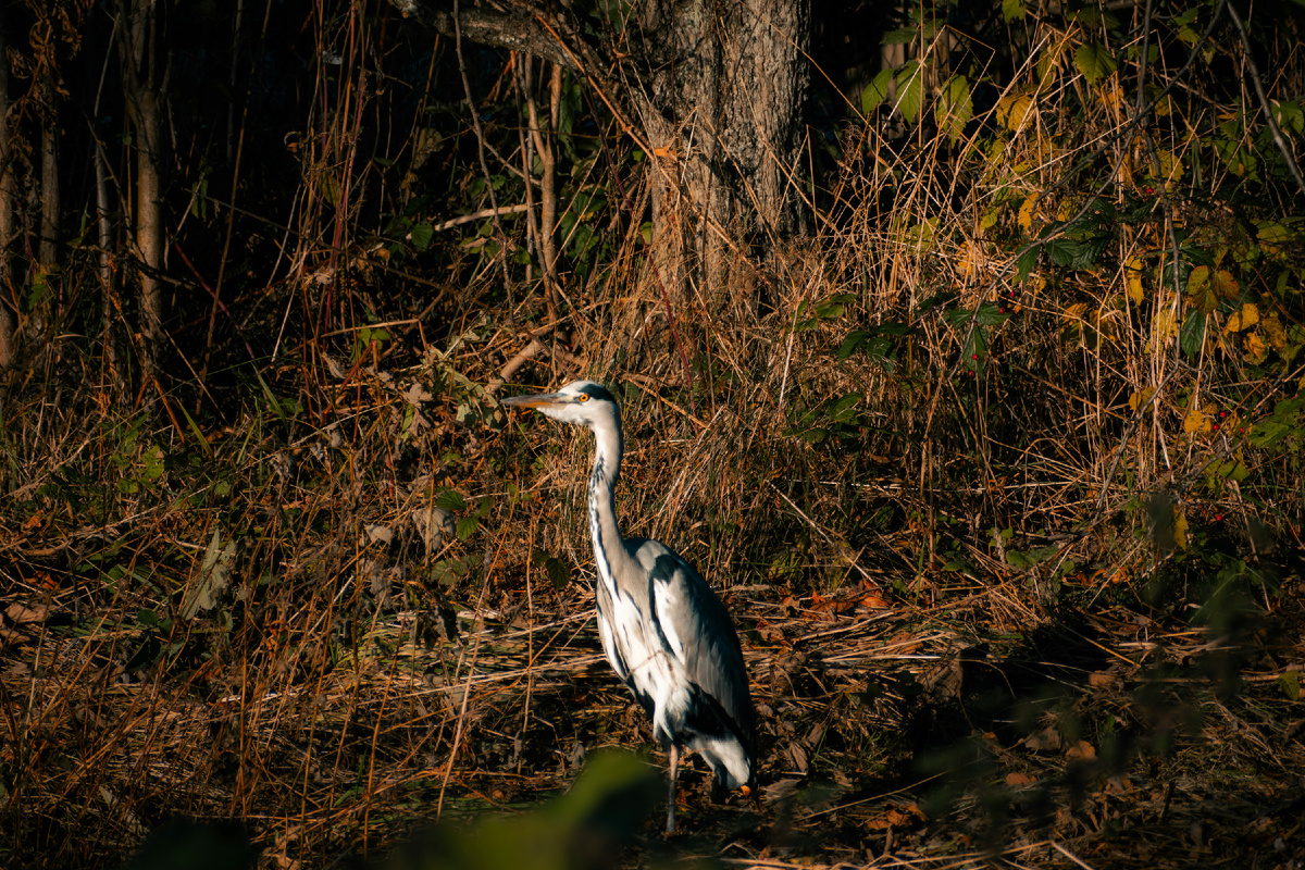 Картинка с бесплатного фотостока https://unsplash.com, автор Saul Brotheridge