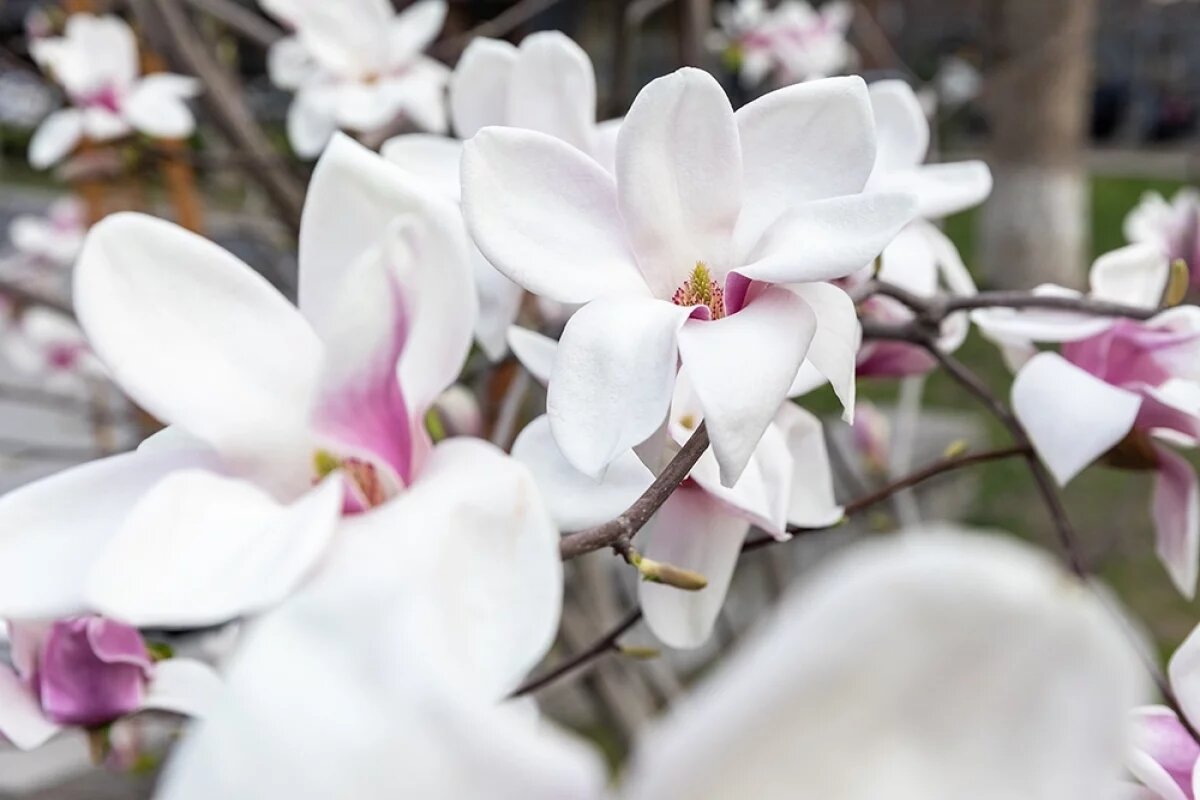    Южная гостья.