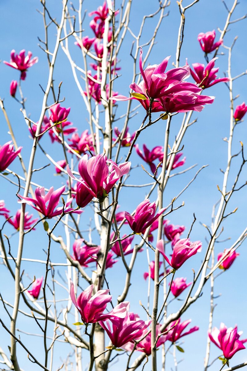    Цветение магнолии. Фото:  www.globallookpress.com