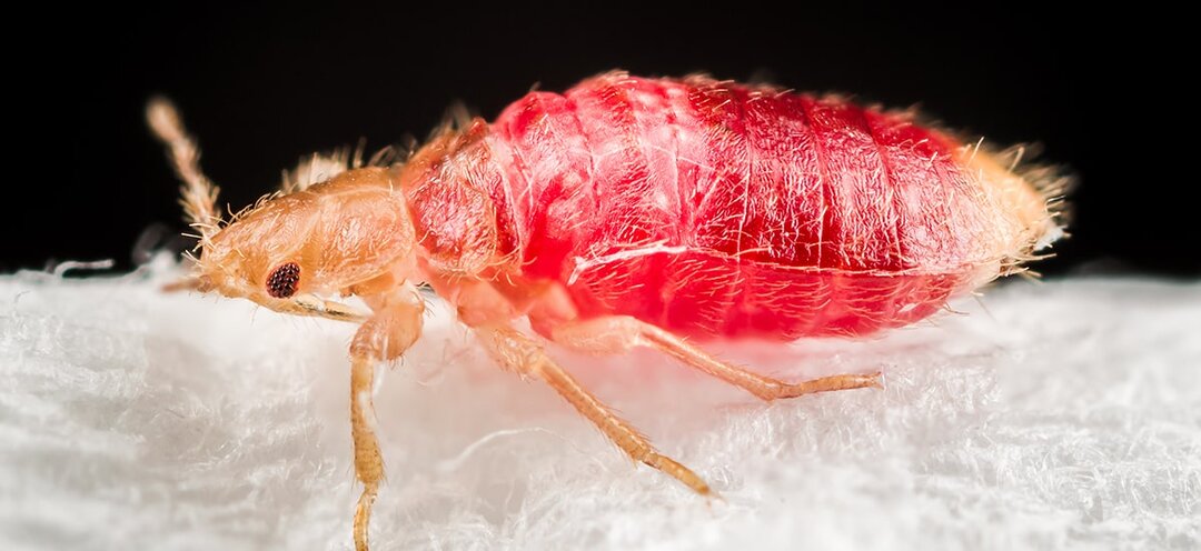 Постельные клопы: факты, которые надо знать