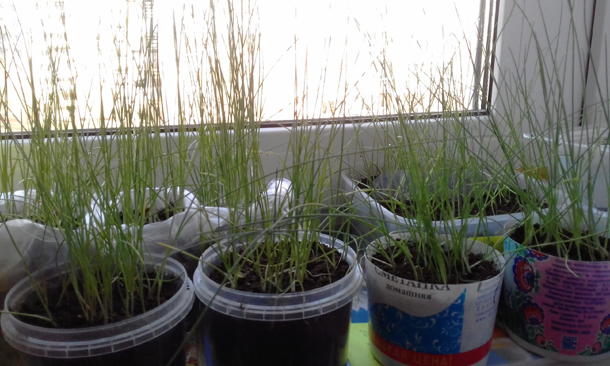 Рассада лука-порея