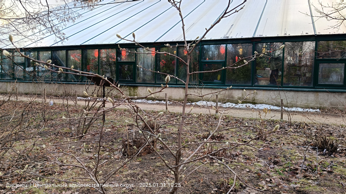 Иду и понимаю, что только одна оранжерея в новом годе.