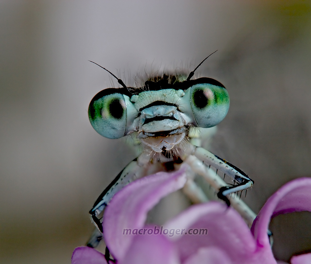 Стрекоза стрелка или голубая стрекоза (Coenagrionidae)