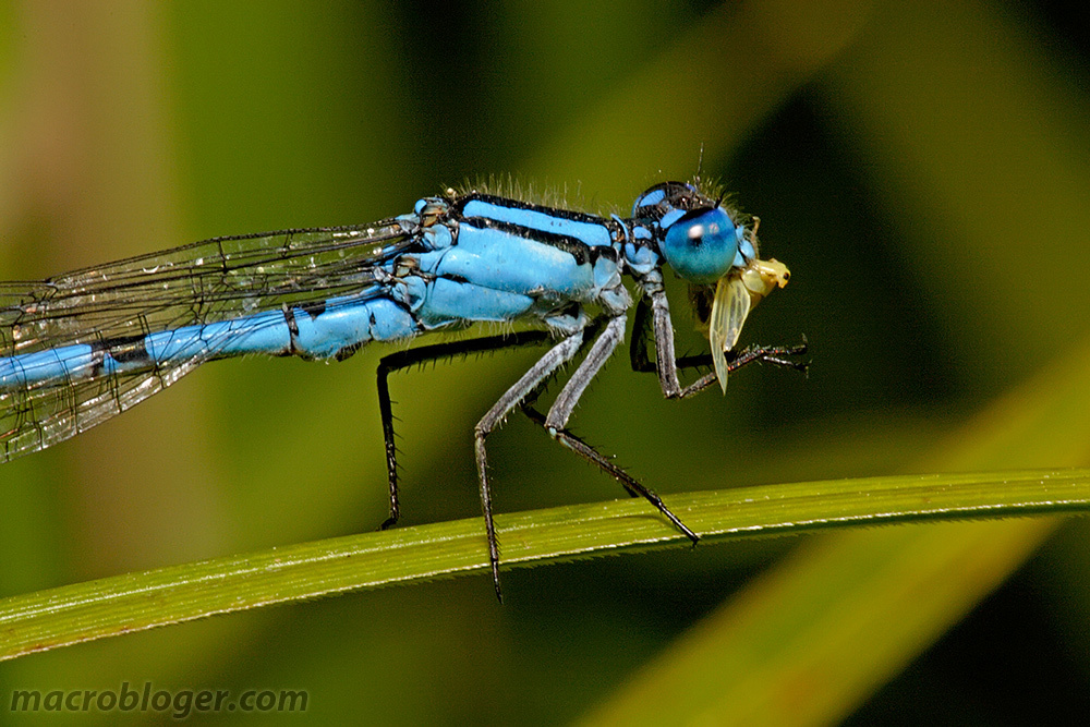 Стрекоза стрелка ( Coenagrionidae)