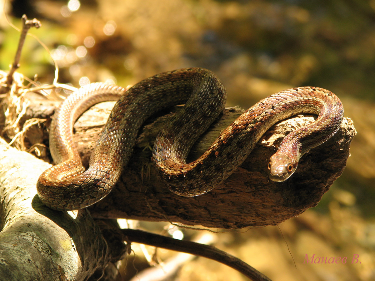  На снимке полоз узорчатый. Это очень широко распространенная змея в России.