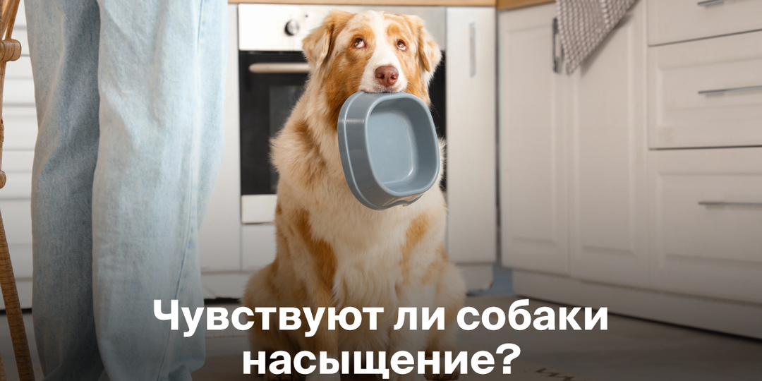 Чувствуют ли собаки насыщение?