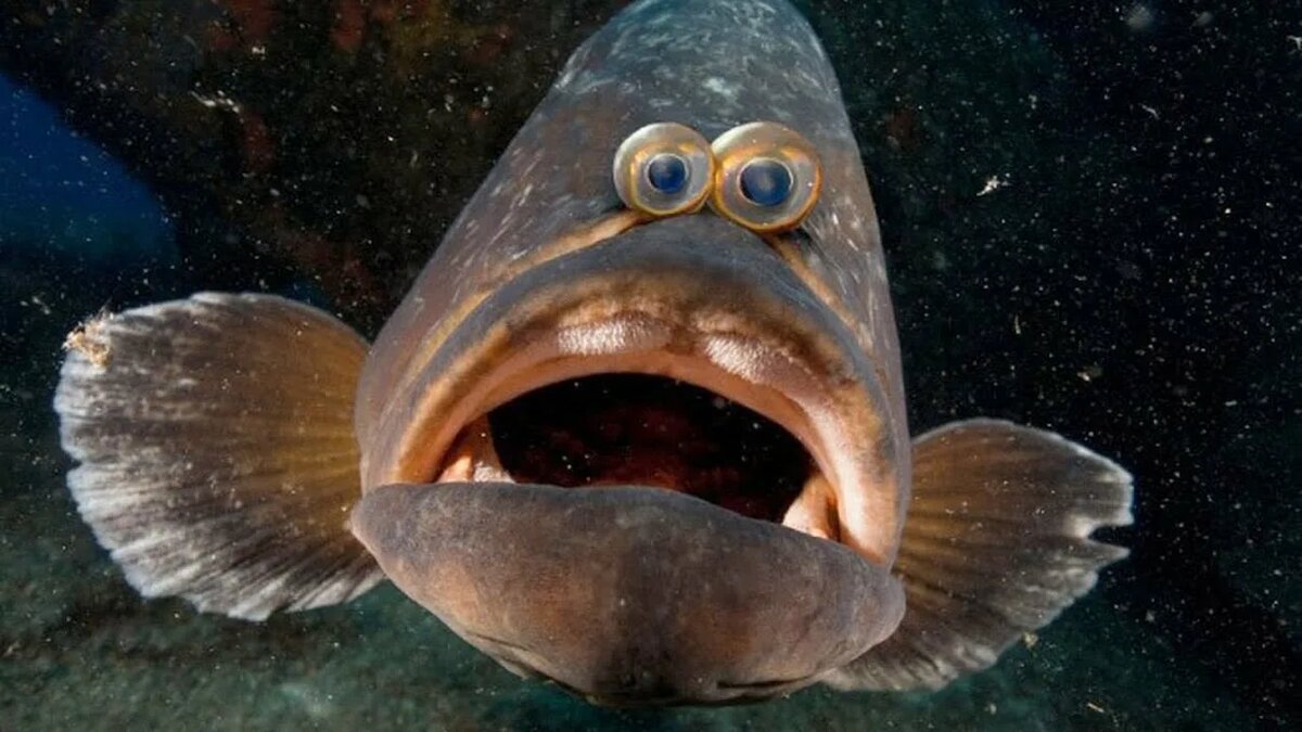 Да, я, так, вижу!