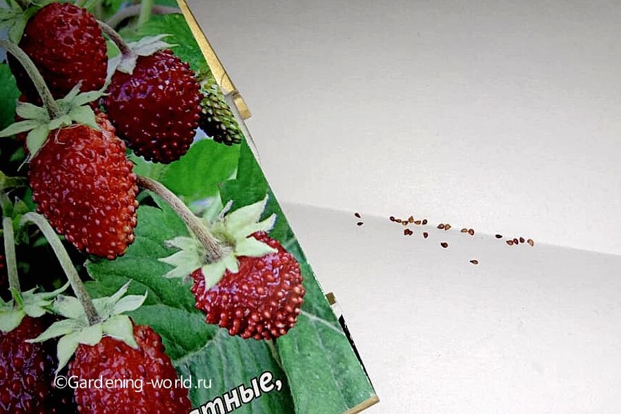 Семена земляники мелкие и прорастают на свету.