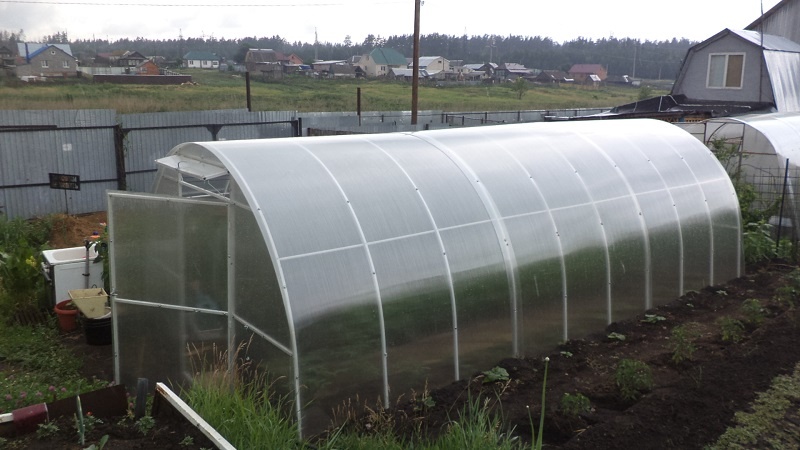 Теплица из поликарбоната это ещё далеко не всё, что нужно хозяевам. Мы приобрели и собрали две теплицы Внутри оборудовали их по-разному. В одной у нас три гряды — одна узкая 40 см и две пошире, по 90см. В ней выращивались огурцы, помидоры и перцы, потому как вторую мы купили уже под занавес дачного сезона. Бочка в теплице Для чего в теплице стоит бочка? Конечно для полива — ответите вы. Добавлю, что не только — она является некоторого рода регулятором температуры. Ввиду резких перепадов температуры, а также стабильно дополнительных -5 градусов в нашей низине, теплицу практически всегда на ночь закрываем, оставив открытыми форточки. Вода, нагревшись на солнце за день, ночью отдаёт тепло растениям. Бочка является отличным регулятором температурного режима, а также источником углекислого газа. В последнем случае, для этого в нее закладывается скошенная трава, выполотые сорняки и/или птичий помет, перепревший навоз.. В процессе брожения выделяется углекислый газ, необходимый растениям. После того, как смесь перебродит, ее нужно применять в качестве органического удобрения. Также, я в бочке делаю вермикомпостный чай, засыпая в нее биогумус. Хочу добавить, что эту теплицу мы даже вкопали в землю на 20-30 см для удержания дополнительного тепла летом.