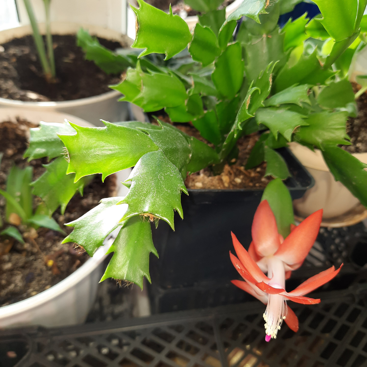 Я купила его цветущим и много бутонов. Он скинул их все(((. Но..решил порадовать сейчас