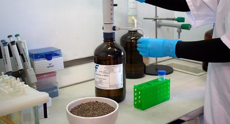    Российские семена вики яровой пользуются мировым спросом