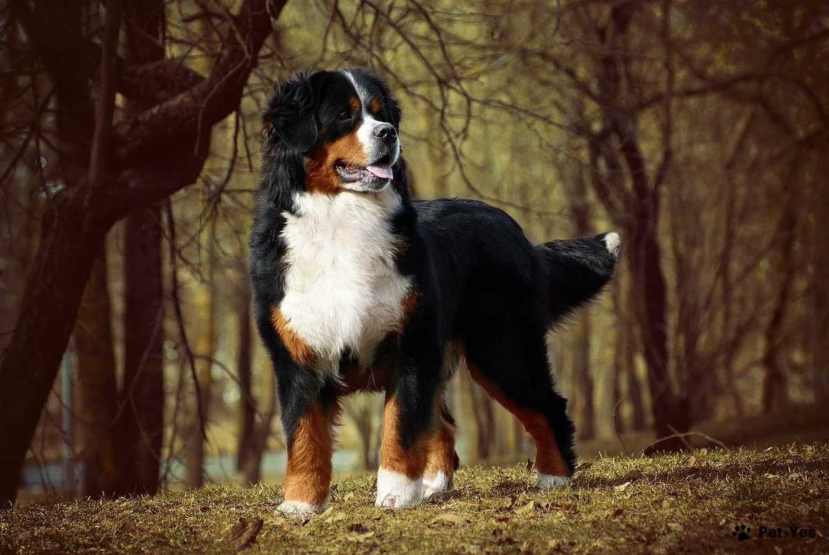 Взрослая особь.