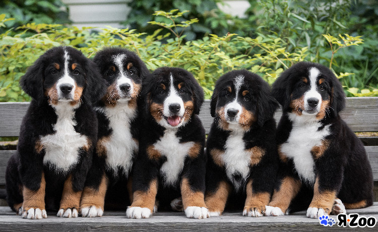 Щенки Бернского зенендхунда.