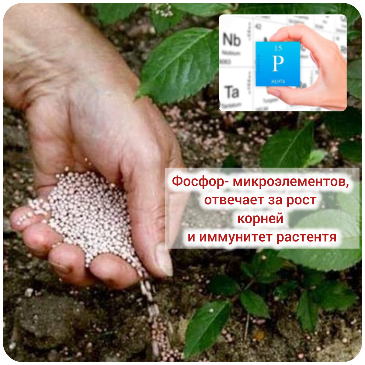 Фосфор - макроэлемент, содержащийся в каждой живой клетке