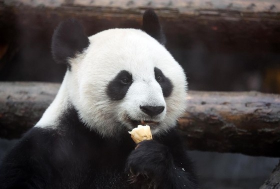    Панда Катюша