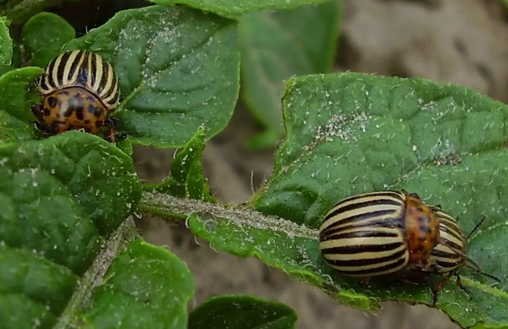 Жуки на картошке
