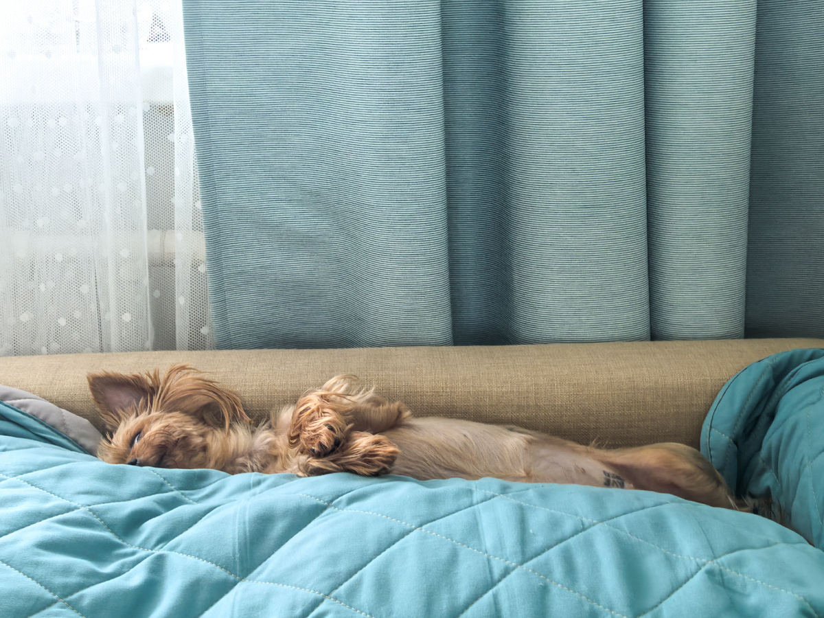 Это Мия так любит днём спать