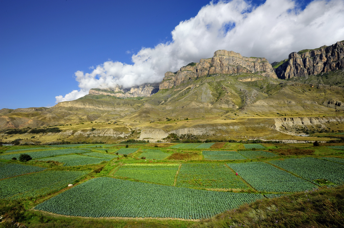 Капустные поля в селе Былым в Кабардино-Балкарии. Источник фото: commons.wikimedia.org. Автор: Alex Svirkin