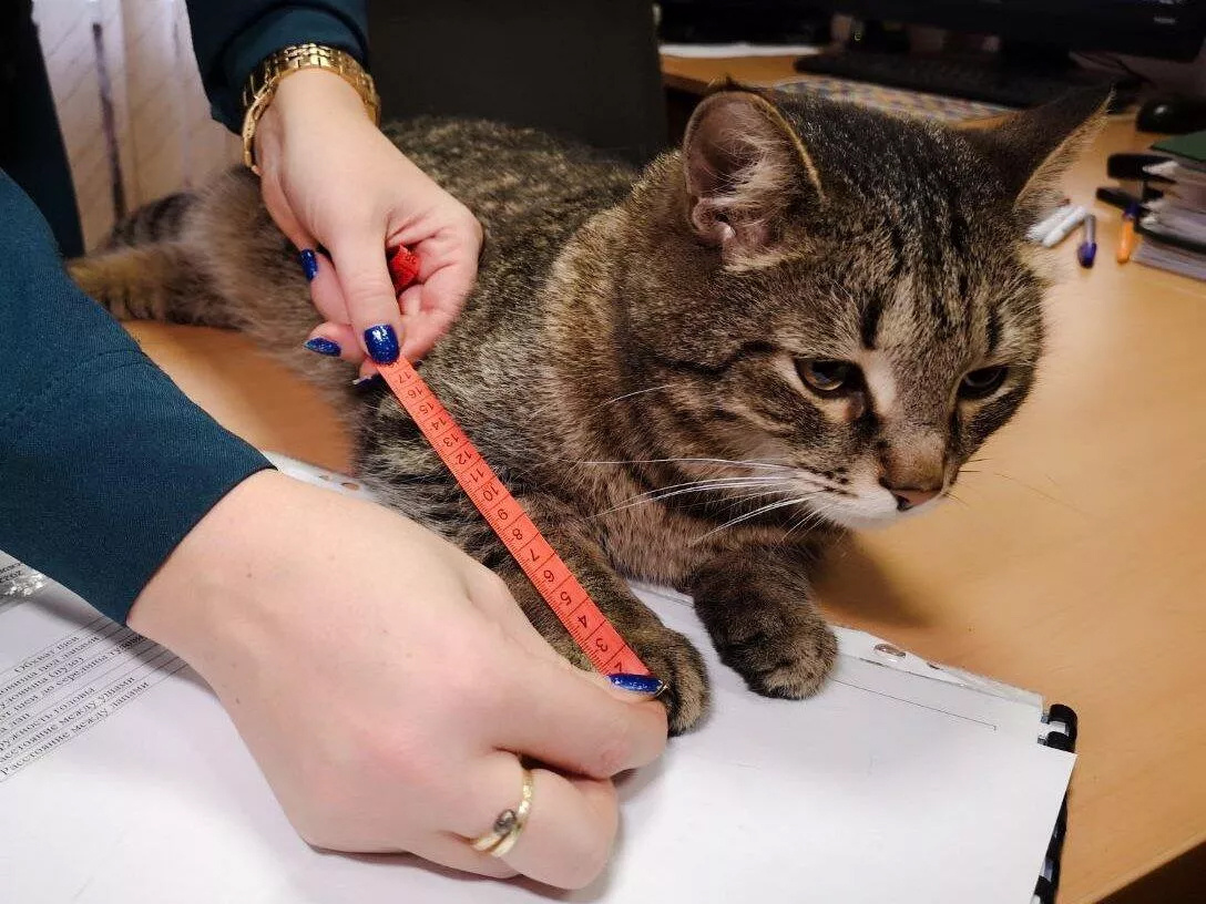 Фото: Главное управление МЧС России по г. Москве