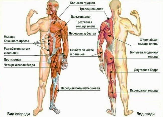 Рисунок 1 –  Мышечная система человека