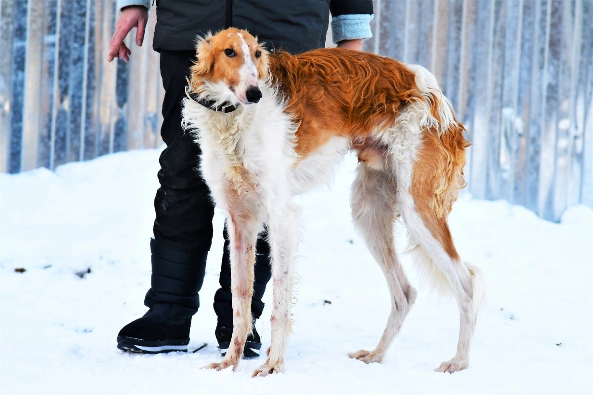 Таким он приехал. 