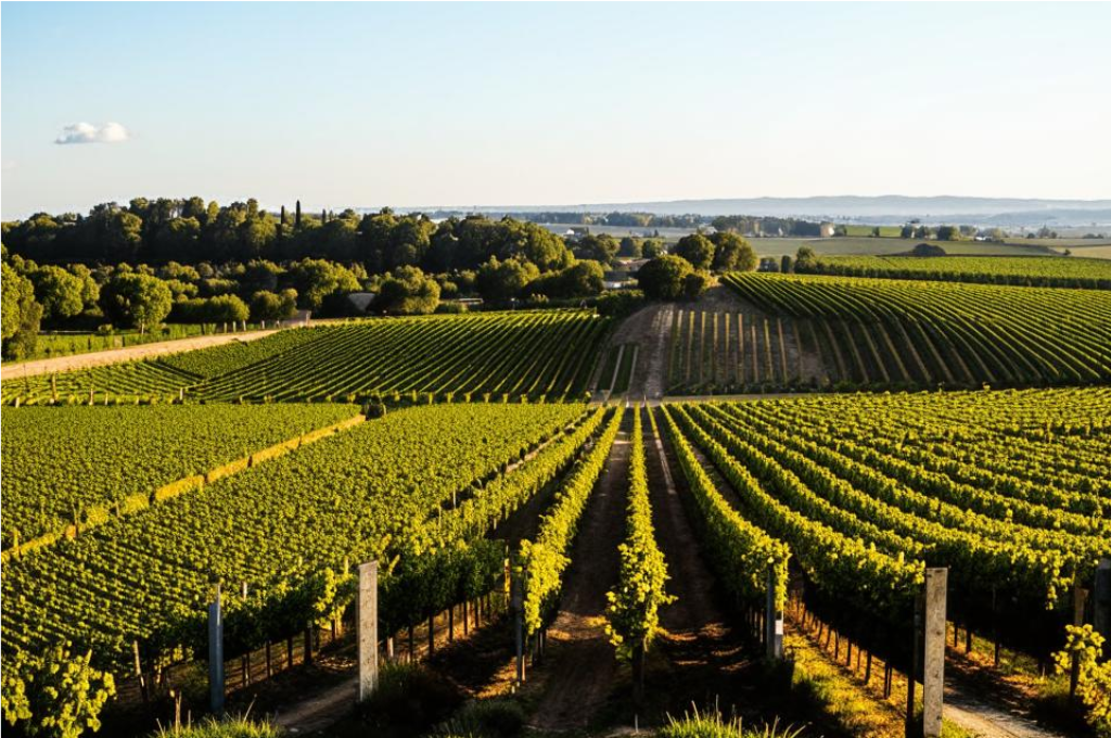 Плантация винограда
