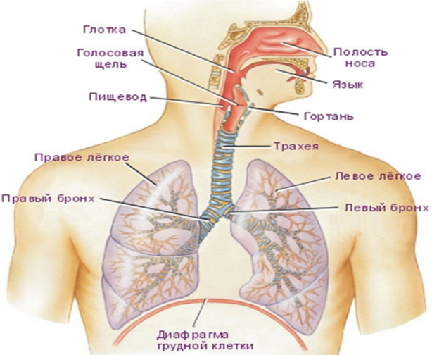 Рисунок 1 – Дыхательная система человека