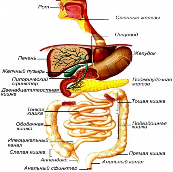 Рисунок   – Пищеварительная система