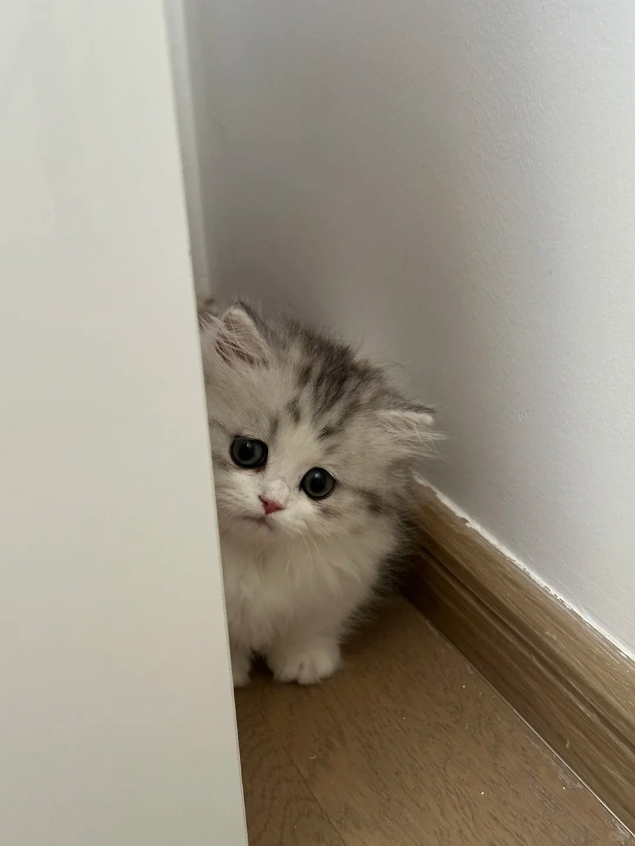 Чувствую себя вот этим котёнком