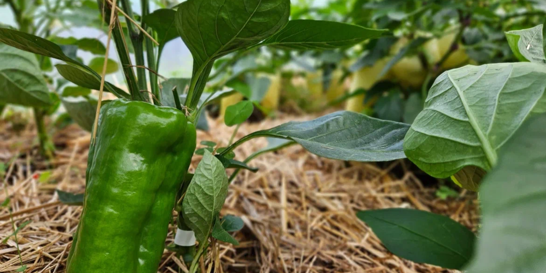 Продавец на рынке поделился, что берут чаще всего опытные садоводы: выбор препаратов для защиты урожая