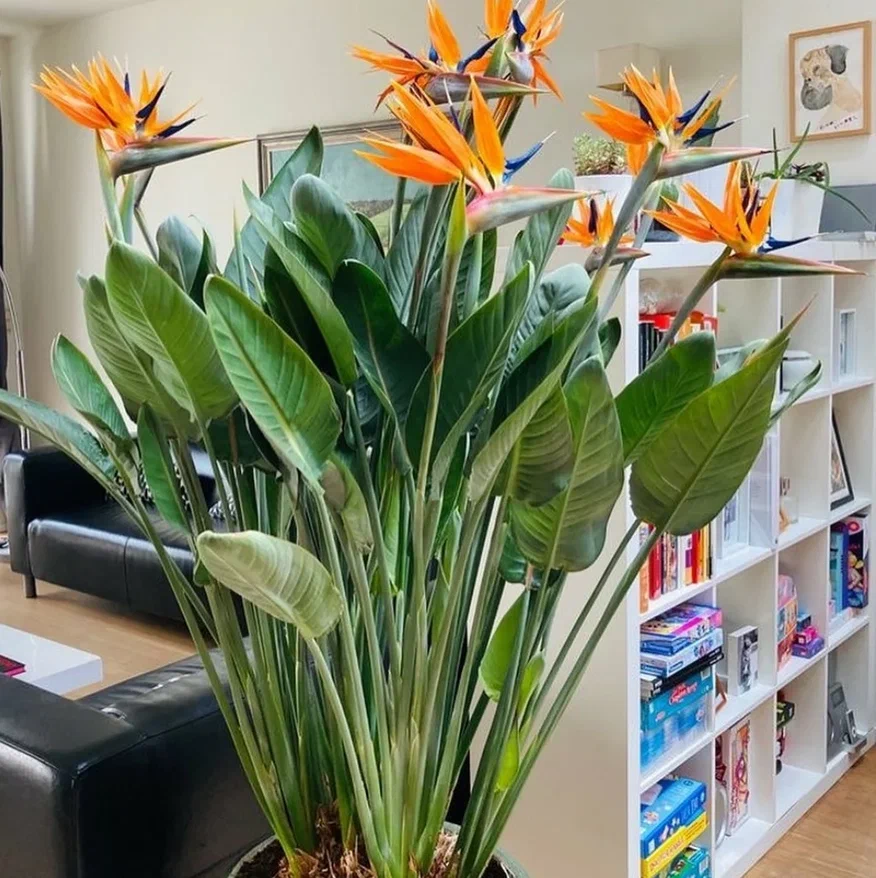 Фотография, конечно, с зарубежных сайтов - заставить стрелицию цвести в наших условиях не так то просто