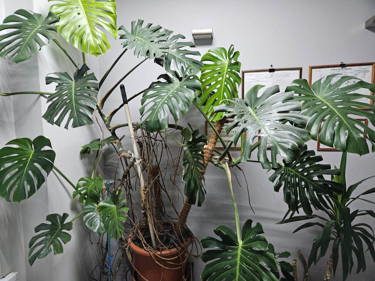 Такой монстера может вырасти довольно быстро