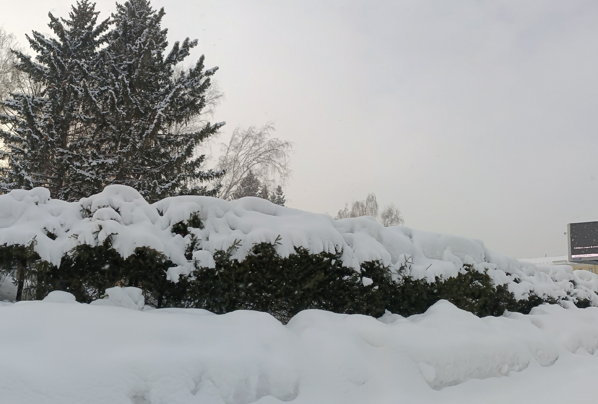 Где-то на просторах моего города. Заснеженные деревья в сугробах. Фотография автора, январь 2025 года. 
