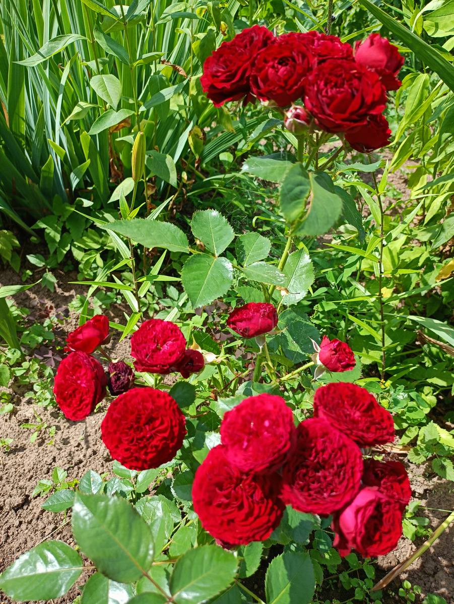 Картинка автора. Роза в саду. 