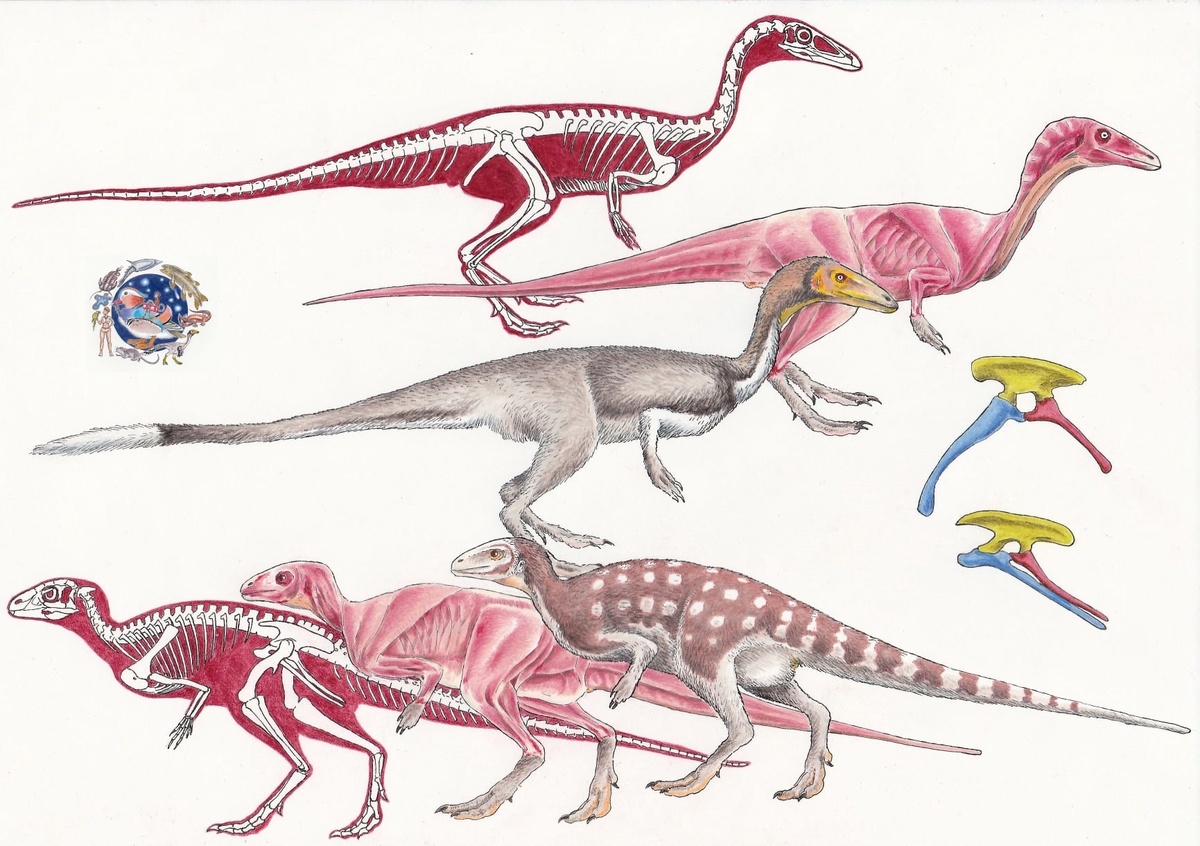 Сравнение целофиза и эокурсора