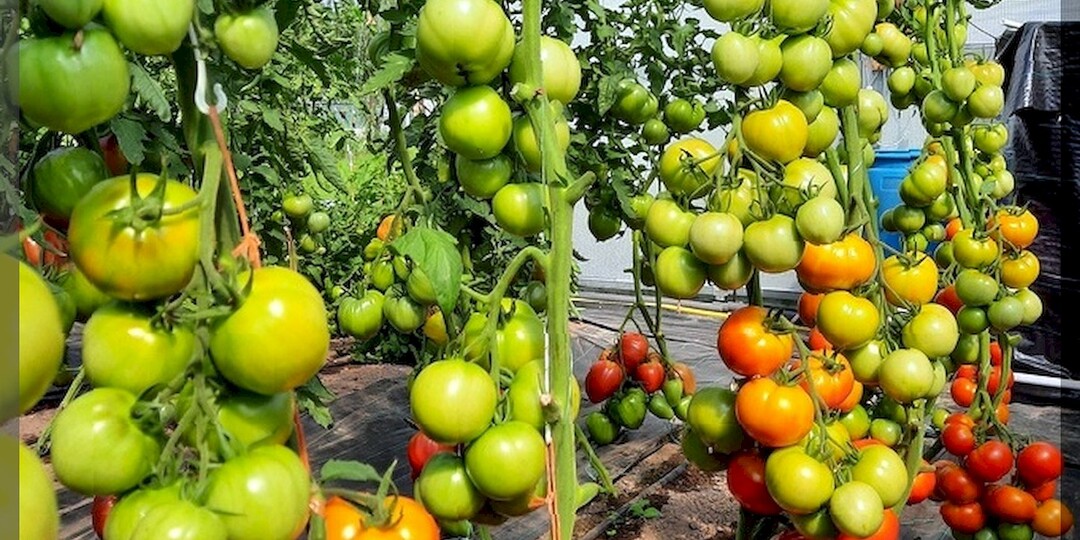 25 томатов для теплицы и открытого грунта: лучшие сорта и гибриды томатов ушедшего сезона. Часть 1