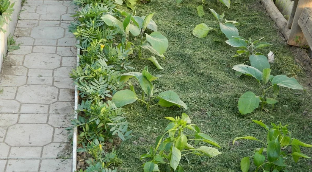 Фото из открытого доступа в интернете