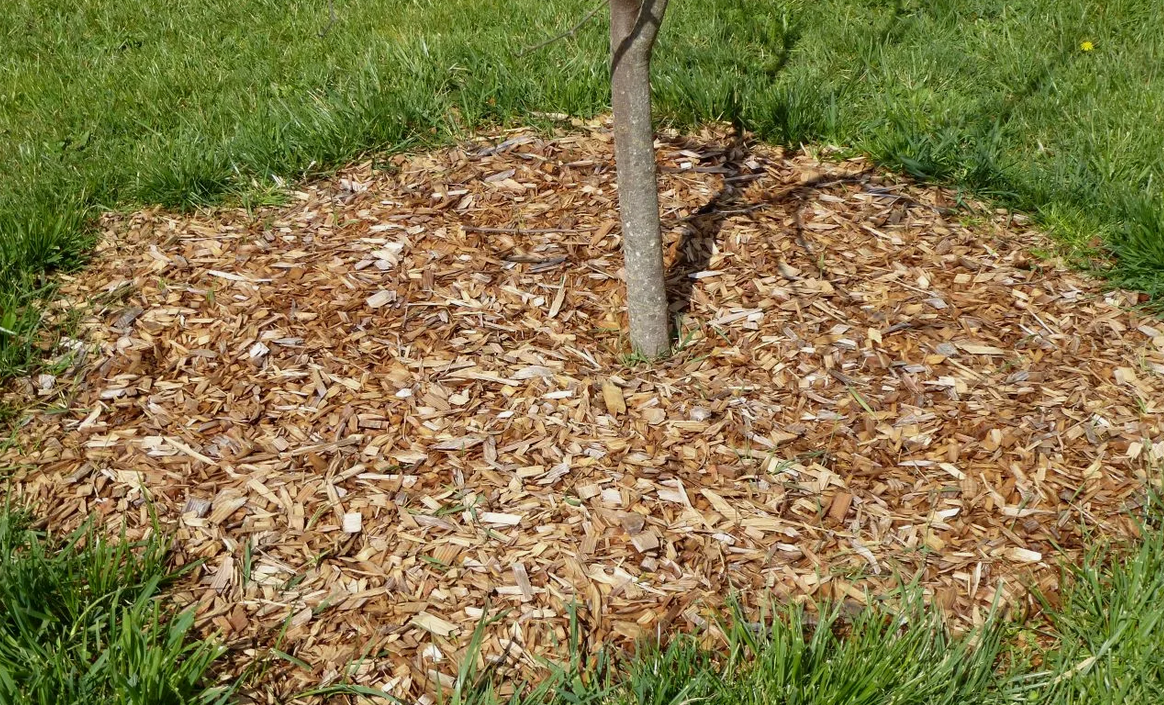 Фото из открытого доступа в интернете