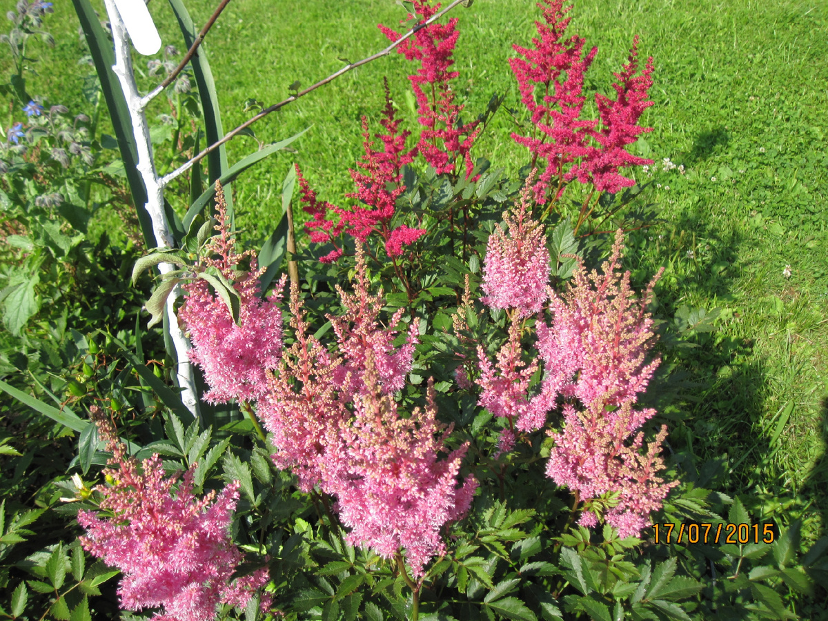 Астильбы в приствольных кругах молодых саженцев яблонь в нашем саду в 2015 году. Фото автора @Маша Генералова